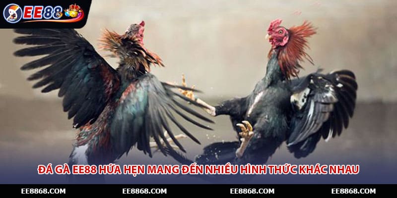 Đá gà EE88 hứa hẹn mang đến nhiều hình thức khác nhau