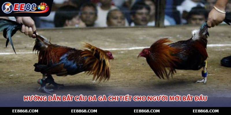 Hướng dẫn bắt cầu đá gà chi tiết cho người mới bắt đầu