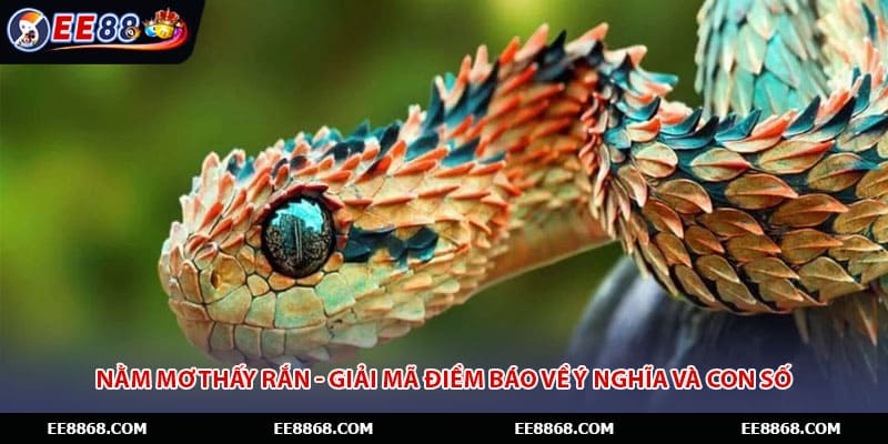 Nằm Mơ Thấy Rắn - Giải Mã Điềm Báo Về Ý Nghĩa Và Con Số