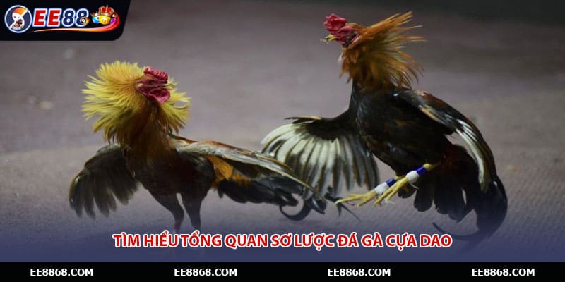 Tìm hiểu tổng quan sơ lược đá gà cựa dao